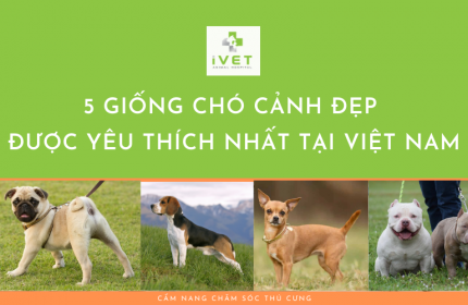5 Giống chó cảnh đẹp được yêu thích nhất tại Việt Nam